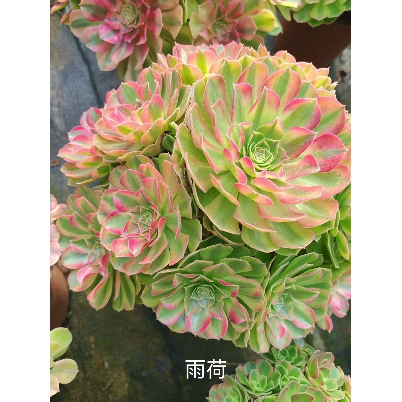 Aeonium YUHE suppliers