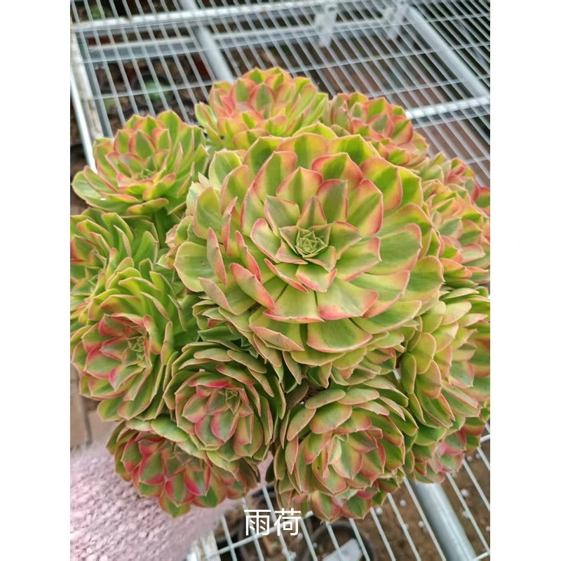 Aeonium YUHE factory