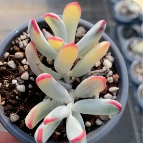 Cotyledon Orbiculata Var.dinteri