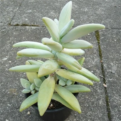Pachyphytum Werdermannii ฟอน โพเอลล์นิทซ์