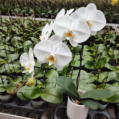 Phalaenopsis Aphrodite