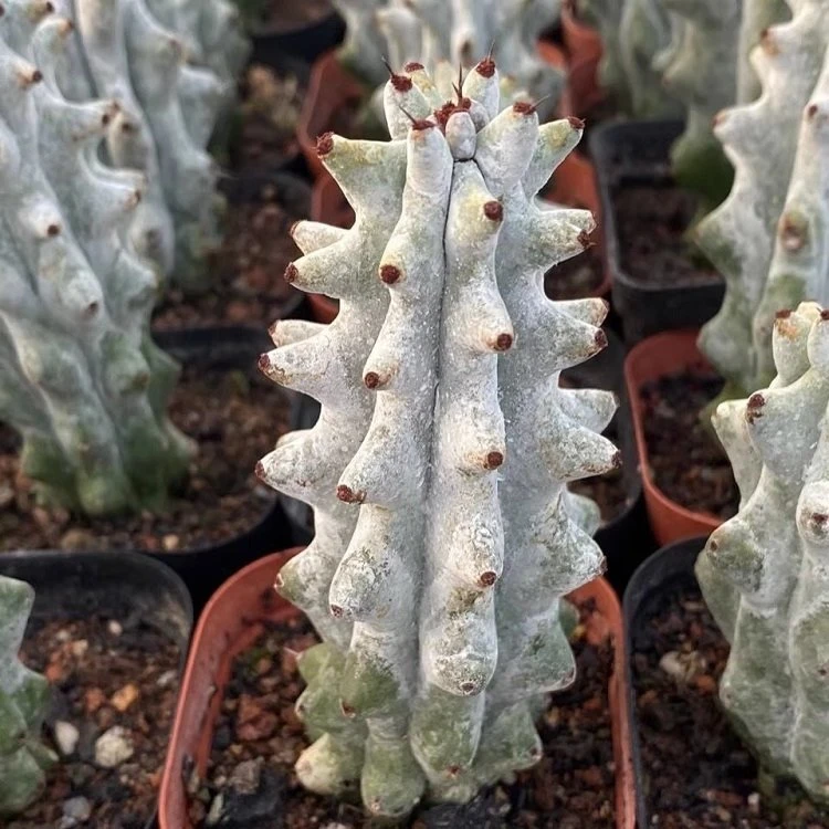 Stenocereus Beneckei